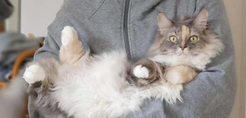 小猫的毛发养护与换毛方法（宠物猫毛发保养秘籍）