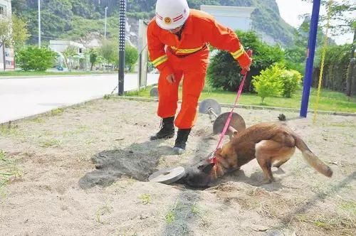 地震搜救犬是如何练成的（附基础训练方法）