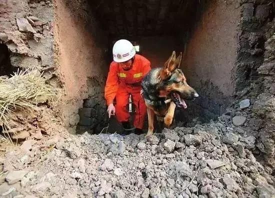 地震搜救犬是如何练成的（附基础训练方法）