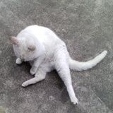 莫莫果