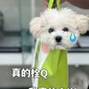 重生之我在涟水宠物店洗猫洗狗