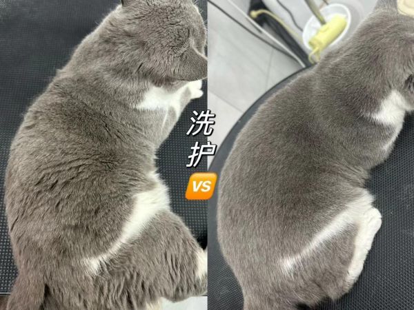 一些认真工作的痕迹~不卷米,只想最好服务、保证质量^_^#猫咪 #狗狗 @抖音小助手 @抖音创作者中心