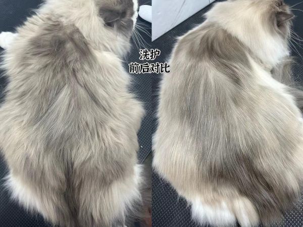 我在宠物店打工plog##猫咪洗护 好猫 配 春庭雪,跟上这个风