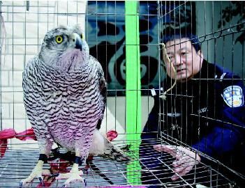 宠物鹰出售?宠物鹰价格!