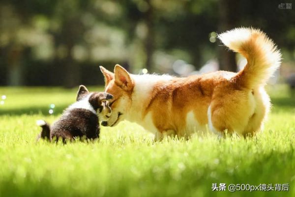 玩转宠物摄影小技巧，原来拍狗狗是有套路的