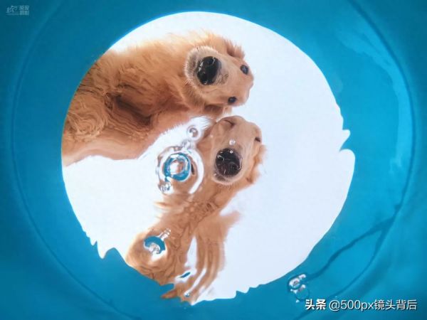 玩转宠物摄影小技巧，原来拍狗狗是有套路的