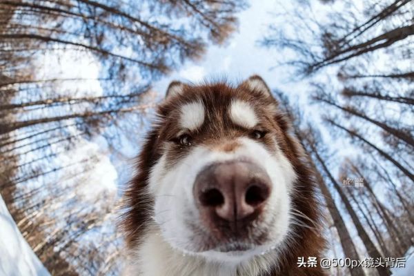 玩转宠物摄影小技巧，原来拍狗狗是有套路的