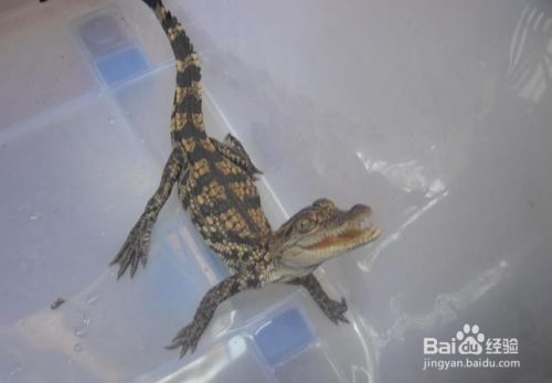 宠物鳄鱼怎么过冬