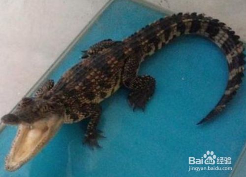 宠物鳄鱼怎么过冬