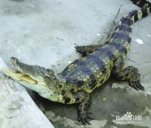 宠物鳄鱼怎么过冬