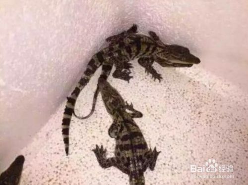宠物鳄鱼怎么过冬
