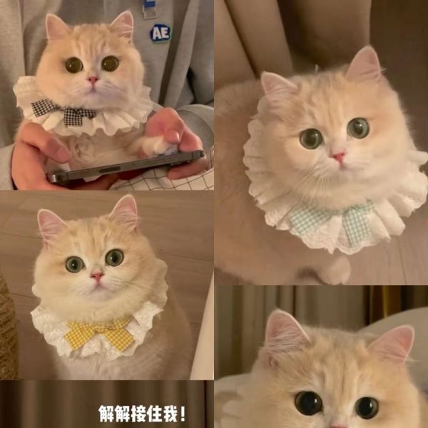 薄荷同款猫咪围兜口水巾狗狗围脖可爱猫口水兜甜宠物装饰品蝴蝶结