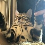 mimi