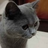 喵个锤锤