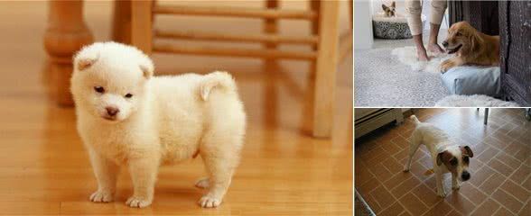 狗狗乱拉,搞得一屋子都是狗尿味?4步清理跟狗尿味说再见