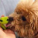 贵宾犬舔这5个地方,代表不同的意思,你知道几个?