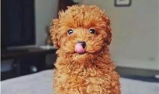 狗狗的消化系统的观察
