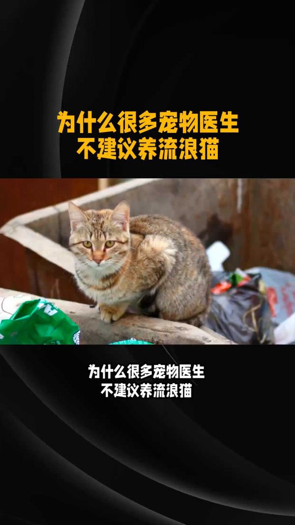 为什么不建议养流浪猫?有什么隐患吗? #猫咪 #铲屎官 #养猫攻略 #猫咪冷知识 #猫咪的迷惑行为