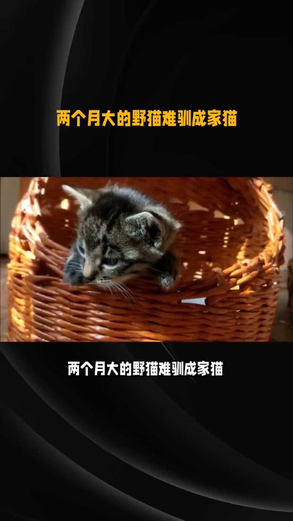 2月大的野猫为什么难驯成家猫? #猫咪 #铲屎官 #养猫攻略 #猫咪冷知识 #猫咪的迷惑行为