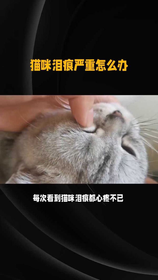 猫咪去泪痕小妙招,其实不复杂! #猫咪 #铲屎官 #养猫攻略 #猫咪冷知识 #猫咪的迷惑行为