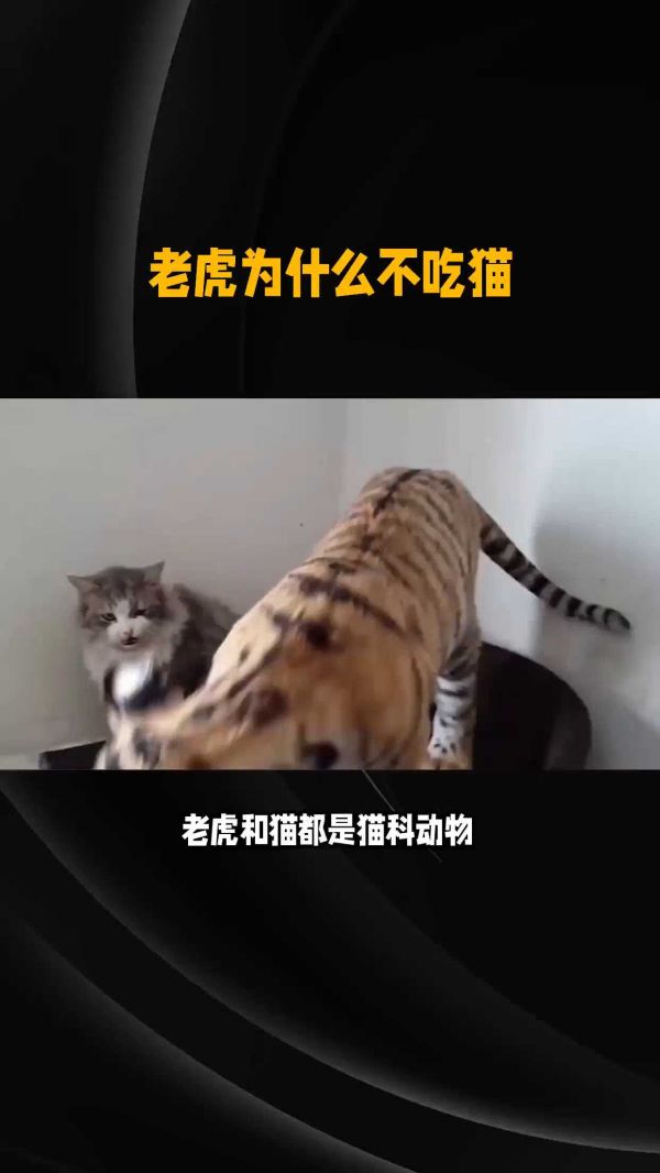 老虎为什么不吃猫?是血脉问题吗? #猫咪 #铲屎官 #养猫攻略 #猫咪冷知识 #猫咪的迷惑行为
