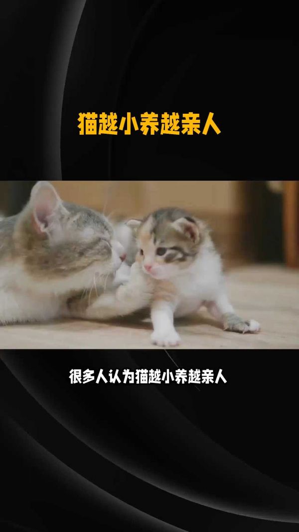 猫咪越小开始养越亲人?其实是养猫误区 #猫咪 #铲屎官 #养猫攻略 #猫咪冷知识 #猫咪的迷惑行为
