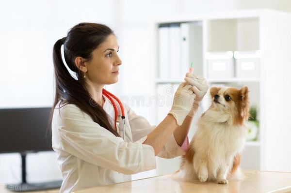您的第一年幼犬疫苗接种完整指南(附时间表)