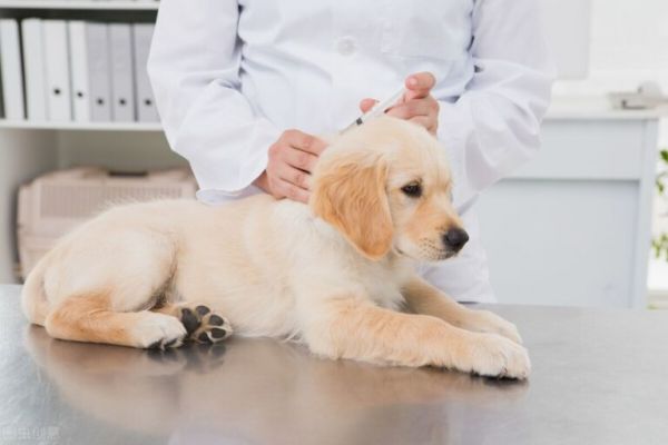 您的第一年幼犬疫苗接种完整指南(附时间表)