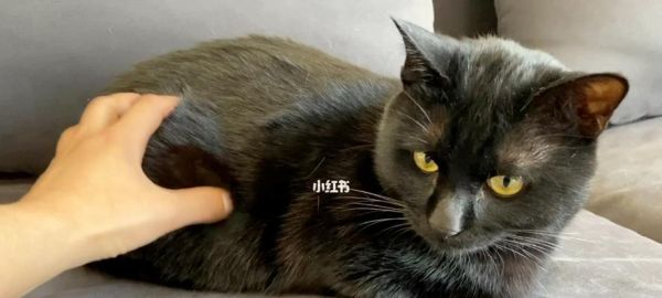 如何清除猫咪身上的黑色颗粒（彻底清洁猫咪）
