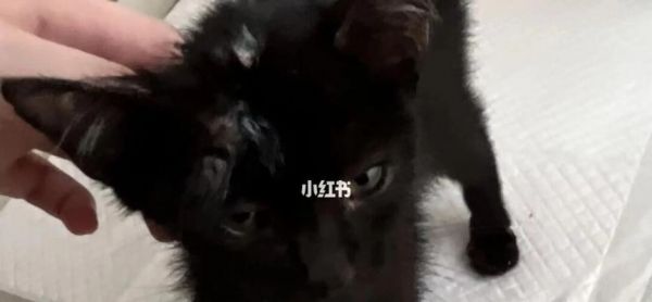 如何清除猫咪身上的黑色颗粒（彻底清洁猫咪）