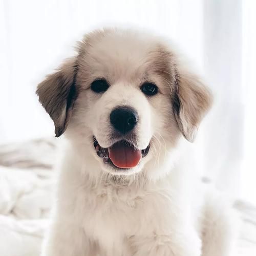 饲养大白熊犬指南（成为一名专业的大白熊犬主人）