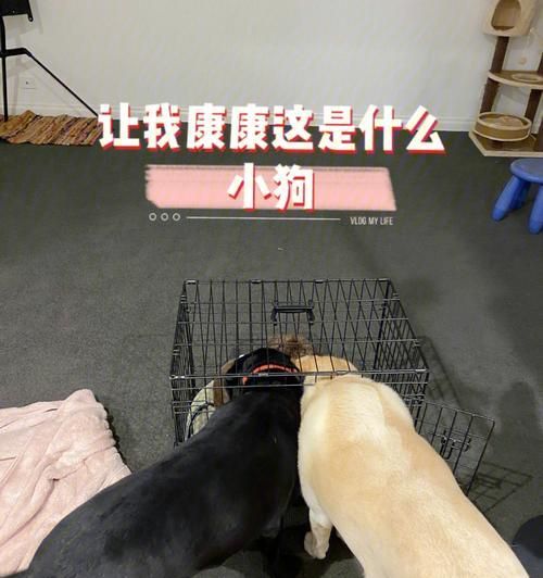 家中必须杜绝的狗狗危害物品（宠物狗狗的安全来自于我们的警觉与防范）