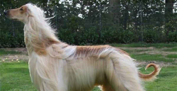 了解阿富汗猎犬——宠物爱好者必看（品种特点、饲养技巧、健康护理，全面解析）