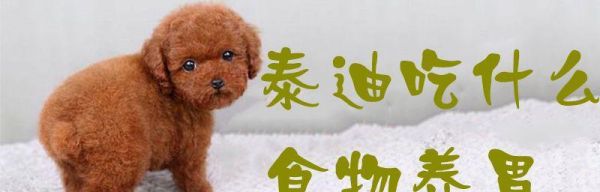 贵宾犬的营养需求（如何为您的宠物提供全面的营养？）