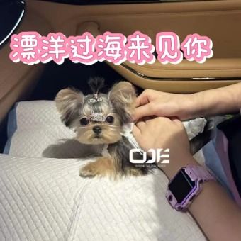 飘洋过海来见你