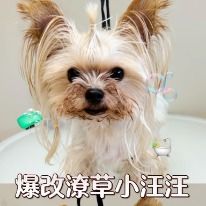 爆改潦草小汪汪