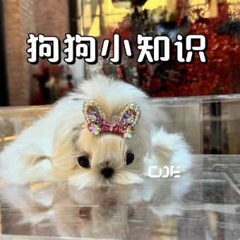 狗狗小知识