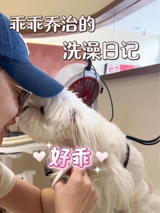 CDE宠物能量:是什么可以让美容师献唱 #马尔济斯 #马尔济斯造型 #武汉宠物店 #cde宠物能量