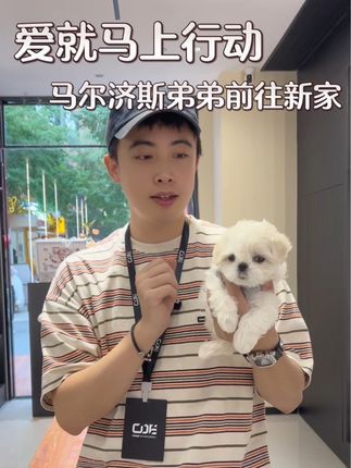 CDE宠物能量:又是为别人的爱情流泪的一天 #萌宠推荐官 #马尔济斯 #武汉宠物店 #cde宠物能量