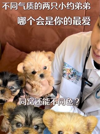 CDE宠物能量:都是一个妈生的,你怎么跟我不一样? #约克夏 #金约克夏 #武汉宠物店 #cde宠物能量 #小型犬
