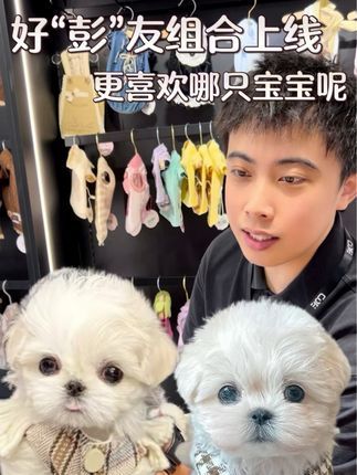 CDE宠物能量:好“彭”友组合上线,更喜欢哪只宝宝呢#马尔济斯 #适合家养的狗狗推荐 #武汉宠物店#cde宠物能量