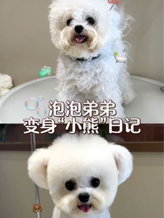 CDE宠物能量:给我30秒,还你一只崭新“小熊” #萌宠推荐官 #比熊 #武汉宠物店 #cde宠物能量