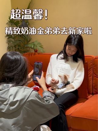 CDE宠物能量:精致的奶油金弟弟去新家咯~ #约克夏 #武汉宠物店 #cde宠物能量