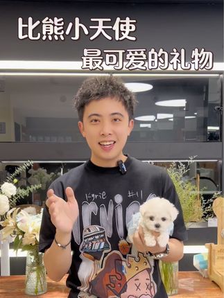 CDE宠物能量:好暖心的礼物,给我一个这样的朋友吧!#比熊 #萌宠出道计划 #武汉宠物店 #cde宠物能量