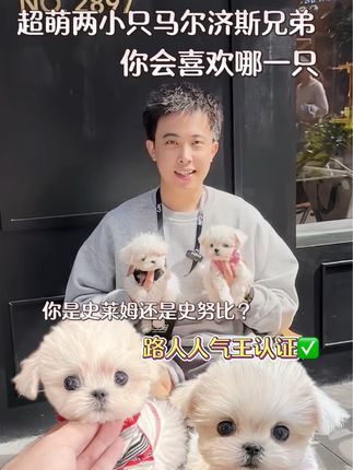 CDE宠物能量:超萌两小只出窝,你会更喜欢哪一只小可爱呢#马尔济斯 #适合家养的狗狗推荐 #武汉宠物店#cde宠物能量