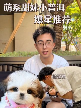 CDE宠物能量:爆星推荐的超萌西施妹妹是你的首选吗 #西施犬 #武汉宠物店 #cde宠物能量 #萌宠推荐官
