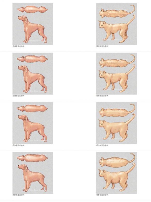 狗狗猫猫喂食量计算,正确地提供每日所需热量