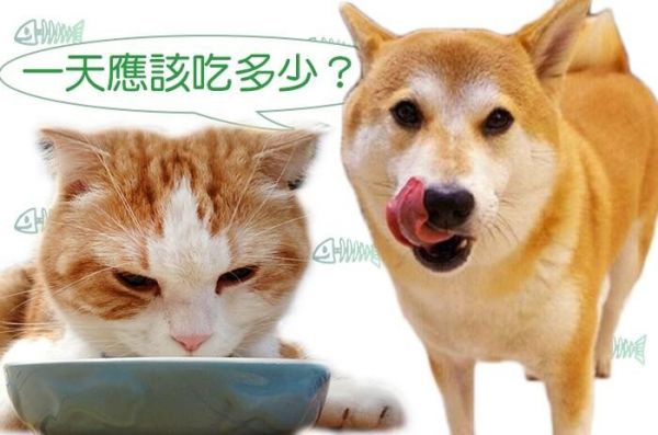 狗狗猫猫喂食量计算,正确地提供每日所需热量