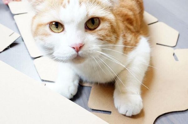 狗狗猫猫喂食量计算,正确地提供每日所需热量