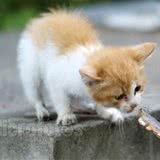 猫咪营养补充需适量